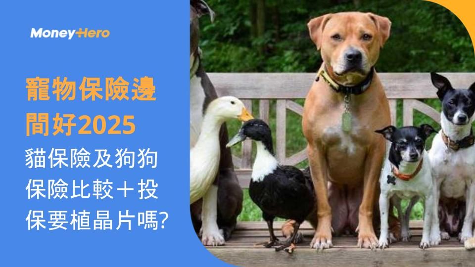 寵物保險邊間好2025︱貓保險及狗狗保險比較＋投保要植晶片嗎?
