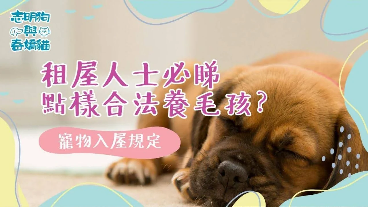 租屋人士必睇,了解如何合法養寵物及避開租約陷阱,讓毛孩安心入住。