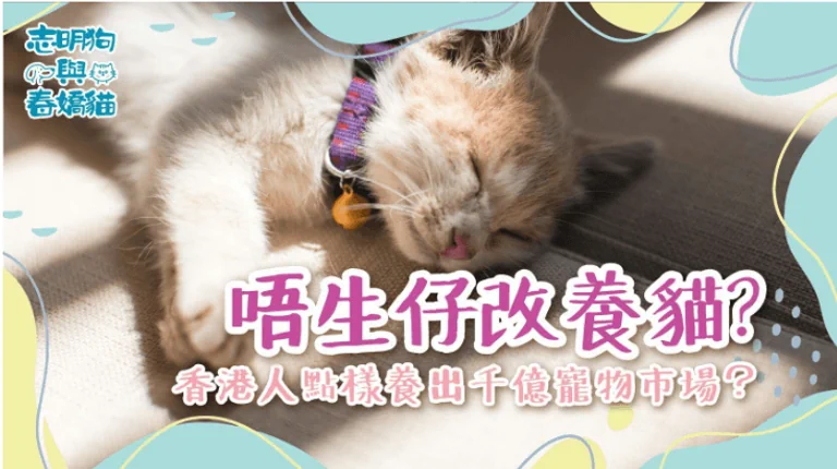 唔生仔改養貓？香港人點樣養出千億寵物市場？