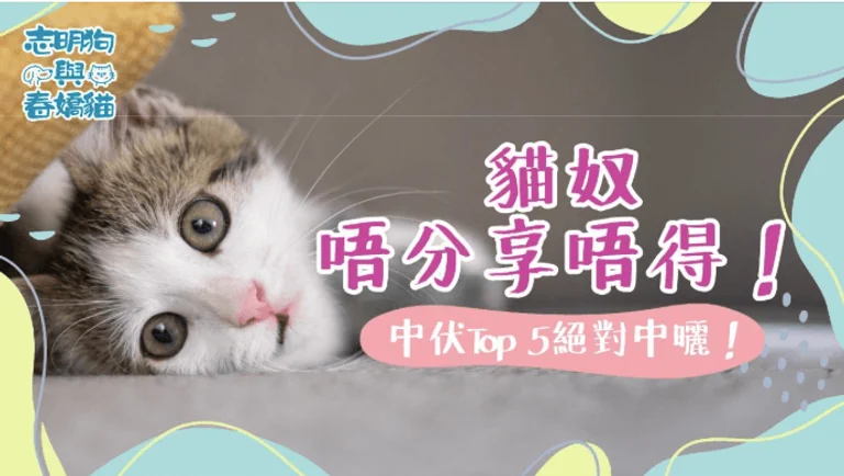 貓奴唔分享唔得！中伏Top 5 絕對中曬！