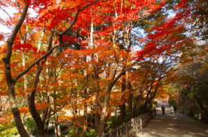 2018愛知縣名古屋紅葉預測