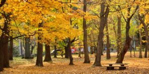2018北海道神宮 圓山公園紅葉情報