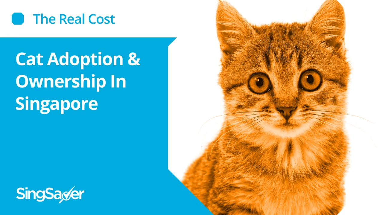 The Real Cost: Cat Adoption & How Much It Cost to Own a Cat in Singapore