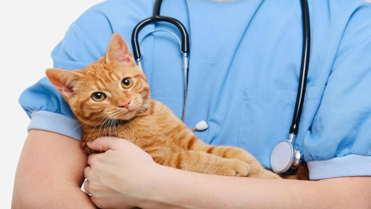 PetCare Liberty Pet Insurance Singapore Review 2024