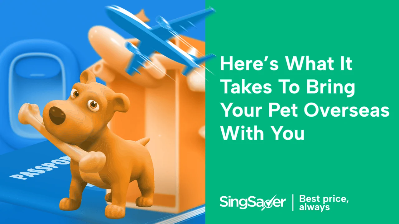 What You Need to Know About Travelling With Pets Singapore