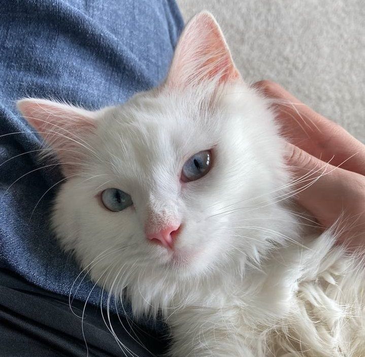 Cat 2-1